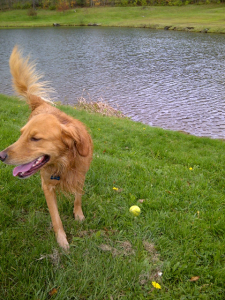 Kedron Kanine Pond Play