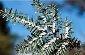 hemlock pest