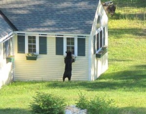 Peeping Bear