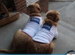 Obama Dogs