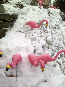 flamingos