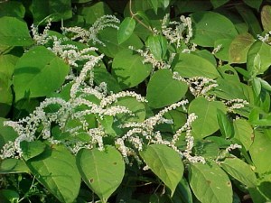 knotweed